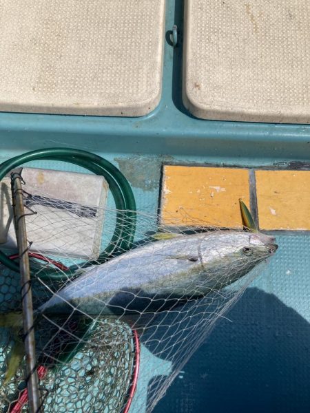 蒲生田周辺でシオ