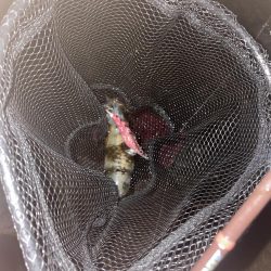 風裏あるかな!?