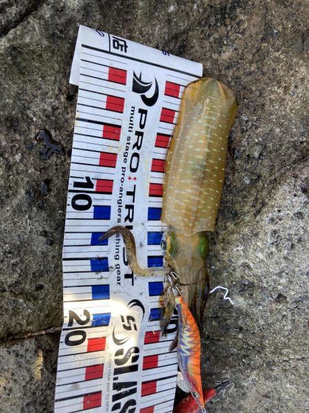 楽しませてもらいました