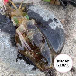 エギング堤防朝まづめ