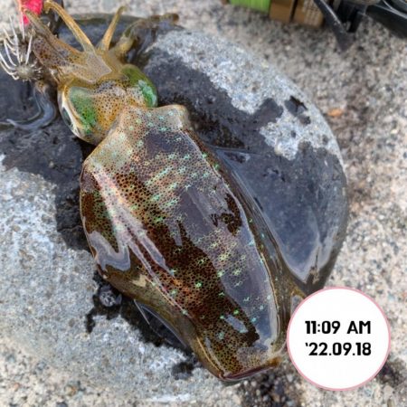 エギング堤防朝まづめ