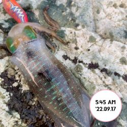 エギング朝まづめ