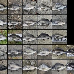 イチノ兄弟、釣果！