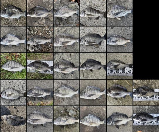 イチノ兄弟、釣果！