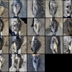 イチノ兄弟、釣果！