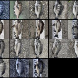 イチノ兄弟、釣果！