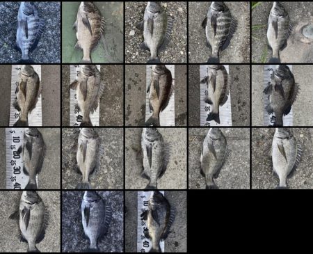 イチノ兄弟、釣果！