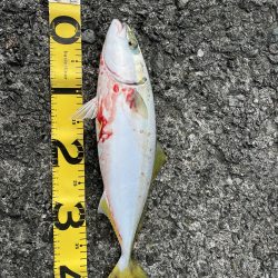 ベイトショアジギ