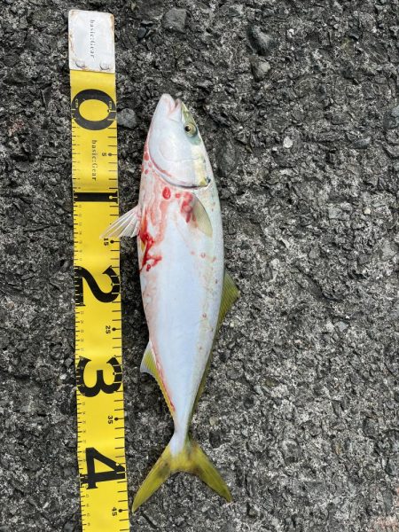 ベイトショアジギ