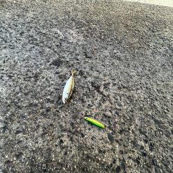 雨上がりのサビキ