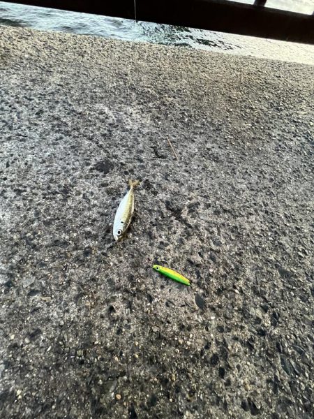 雨上がりのサビキ