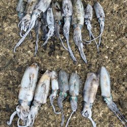 ナイトエギング