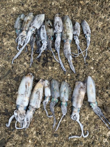 ナイトエギング