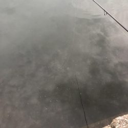 アオリイカが釣れないので魚を狙いました。