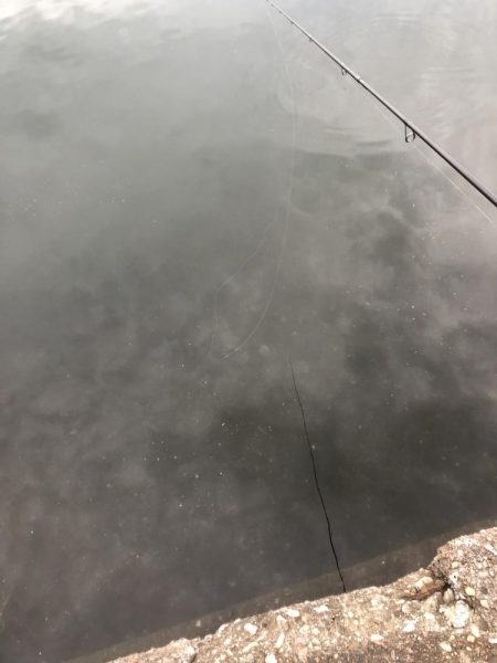 アオリイカが釣れないので魚を狙いました。