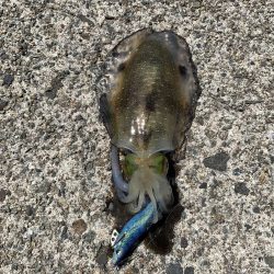 今年初エギング