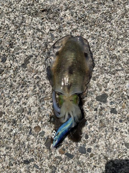 今年初エギング