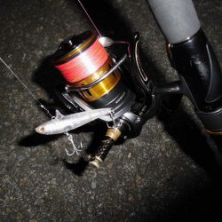 やはり見えている魚は釣れない…