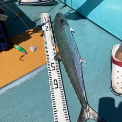 蒲生田周辺でシオ