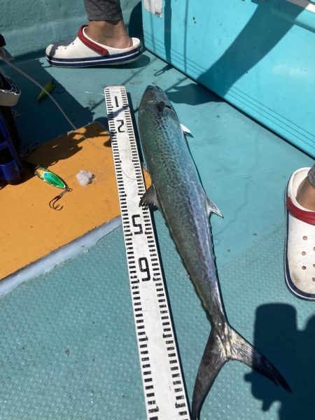 蒲生田周辺でシオ