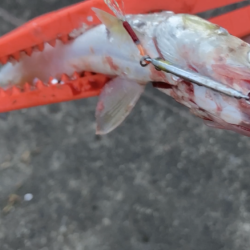 ウルトラライトジギング