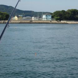 うっかり青物ゲット