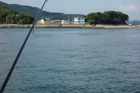 うっかり青物ゲット