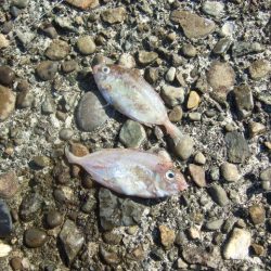 青物は不発でしたが