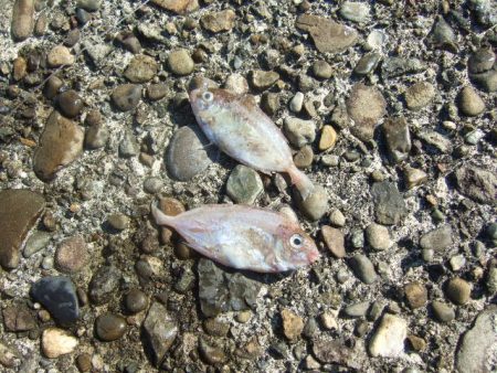 青物は不発でしたが