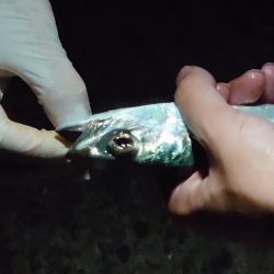 タチウオ開幕？調査のはずが