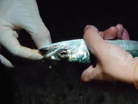 タチウオ開幕？調査のはずが