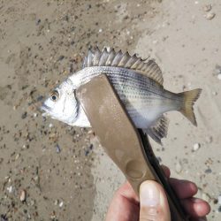 ちょい投げ7目釣り