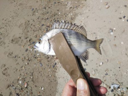 ちょい投げ7目釣り