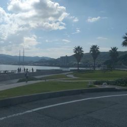 のませでハマチ4本 チヌ1枚