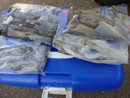 秋アオリイカエギング