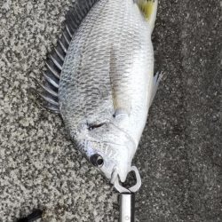 アジはいません