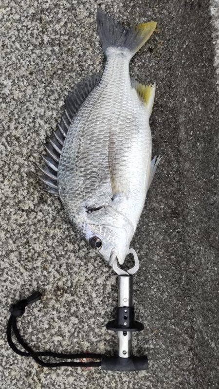 アジはいません