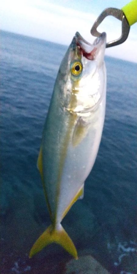 キジハタ　イワシ沸きあり