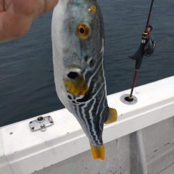 岩国沖の開幕?!