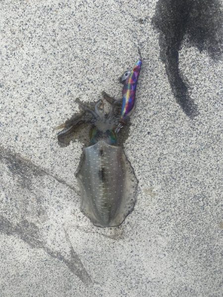 今年初エギング