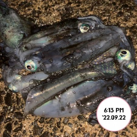 エギング夕まづめ