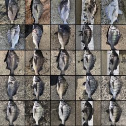 イチノ兄弟、釣果!