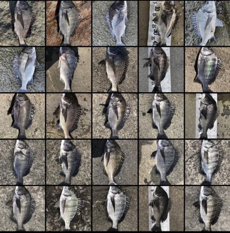 イチノ兄弟、釣果!