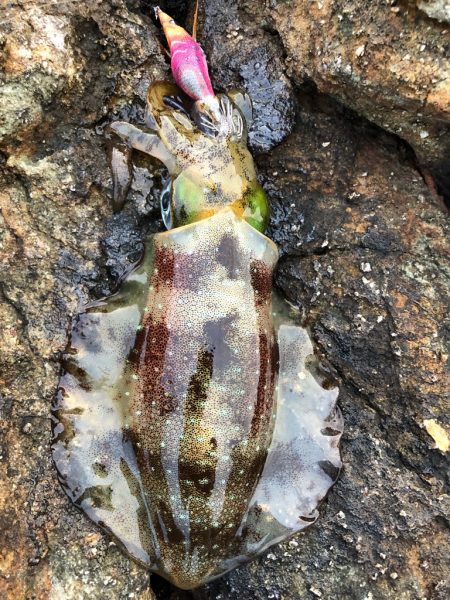 2022 佐渡ヶ島エギング 18回目【9月…