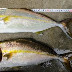 ネイリが大分大きくなってきた。