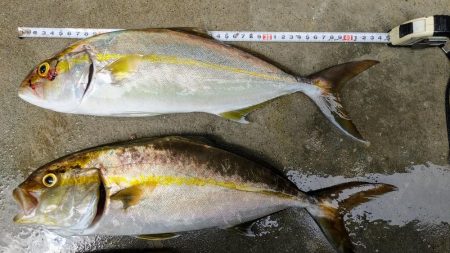 ネイリが大分大きくなってきた。