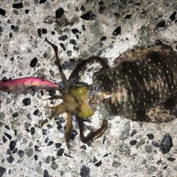 アオリとケンサキ