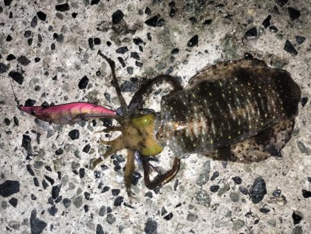 アオリとケンサキ