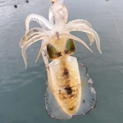 新子イカ