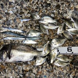 良型チヌに秋の小チヌの数釣り